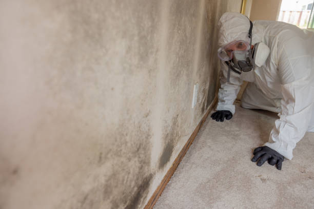 Best Environmental Consulting for Mold Prevention  in Dunean, SC